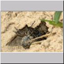 Episyron rufipes - Wegwespe w43f beim Nesteintrag - Sandgrube Niedringhaussee.jpg